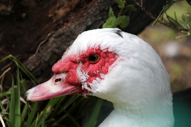 亚洲或非洲 亚洲或非洲